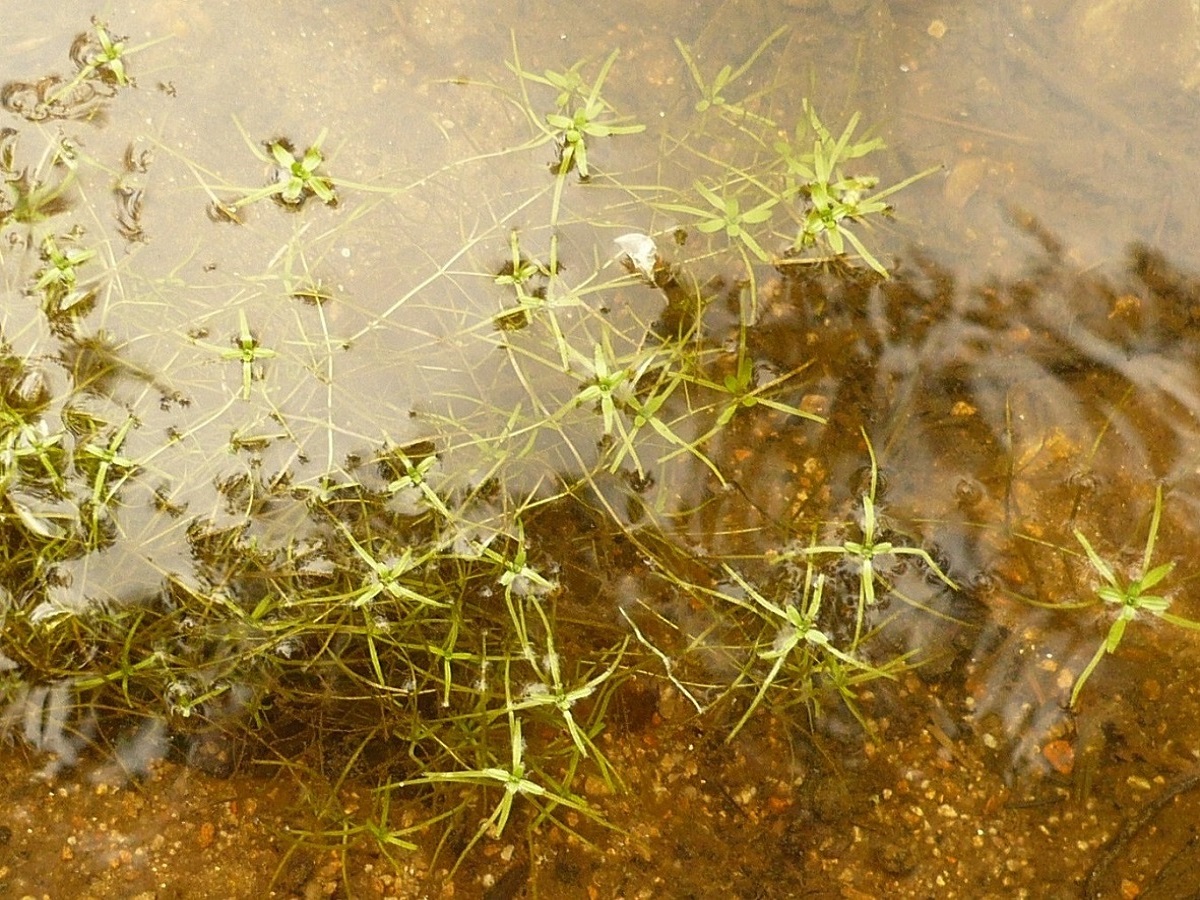 Callitriche brutia (Plantaginaceae)